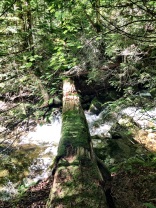 Water? No problem. Just use a decaying tree as a balance beam.